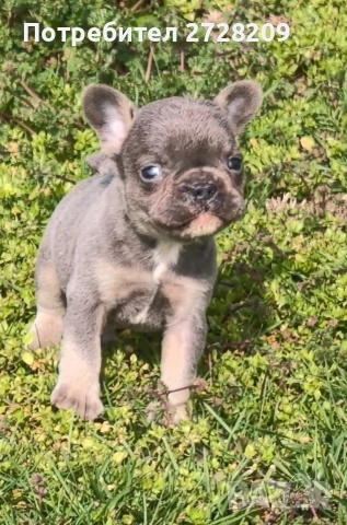 Френски булдог Блу Тан/French Bulldog Blue Tan , снимка 11 - Френски булдог - 53684413