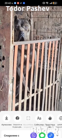 Кане корсо , снимка 7 - Кане корсо - 53057547