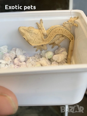 Ресничест гекон, бананояден гекон, Rhacodactylus ciliatus