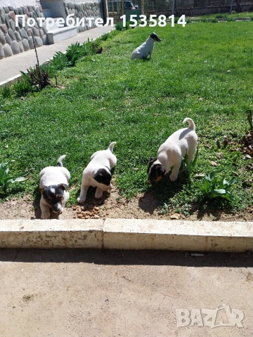 Джак ръсел, снимка 4 - Други - 53955877