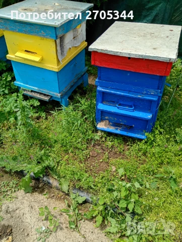 Пчелни семейства град Пазарджик , снимка 1