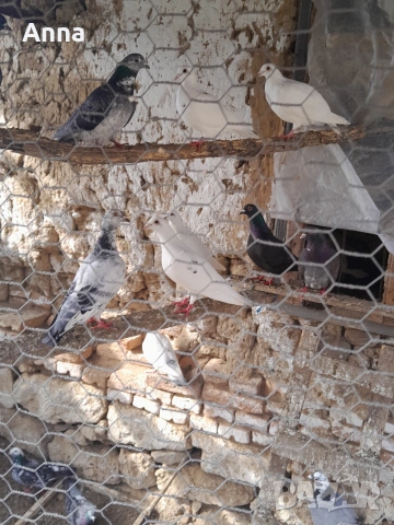 продавам пощенски гълаби 