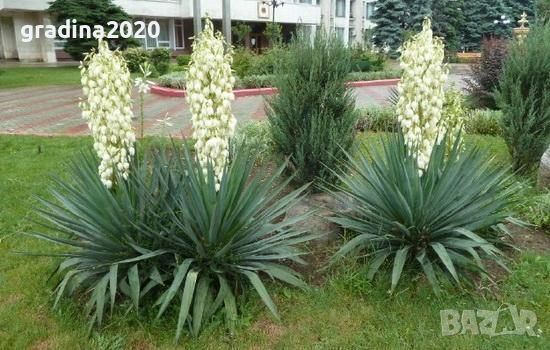 Юка (Yucca)  , снимка 4 - Градински цветя и растения - 27586544