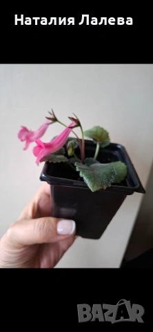 Мини синингия, снимка 2 - Стайни растения - 54288185