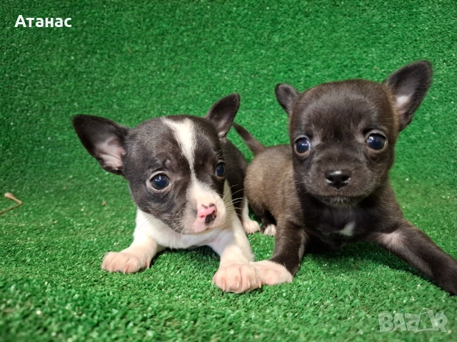 Продавам пинчерчета, снимка 2 - Пинчер - 53943299