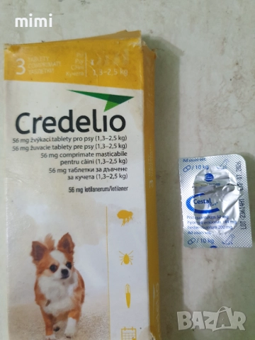 Йоркширски териер йорки + подарък, снимка 5 - Йоркширски териер - 52649100