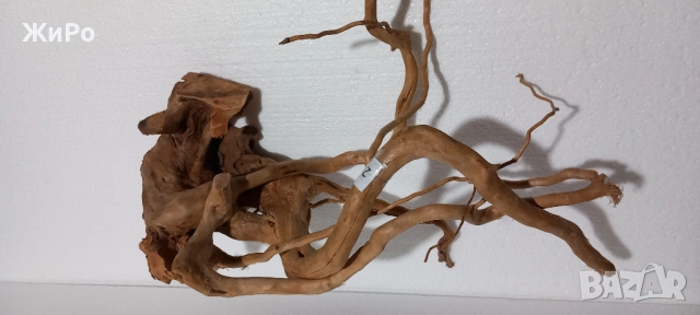 Корен от Азалия /декорация/ 2, снимка 2 - Други - 49874569