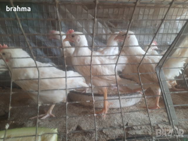 Налични пилета от породата Бял Легхорн, снимка 2 - Кокошки и пуйки - 46431911