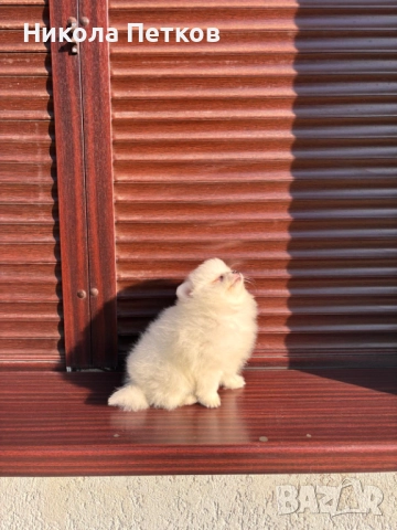 Померан , снимка 2 - Померан - 52839357