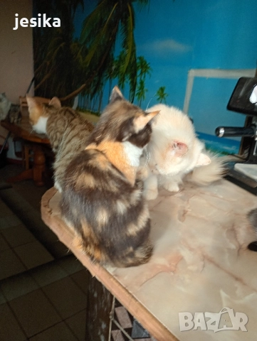 подарявам малки сладки котенца, полуперсийчета много кротки и социални., снимка 10 - Други - 52403149