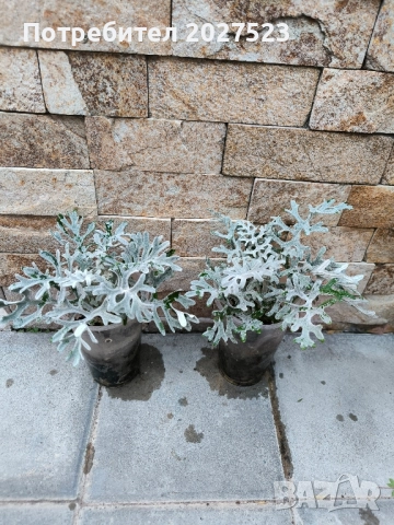 Цинерария , снимка 2 - Градински цветя и растения - 52071101