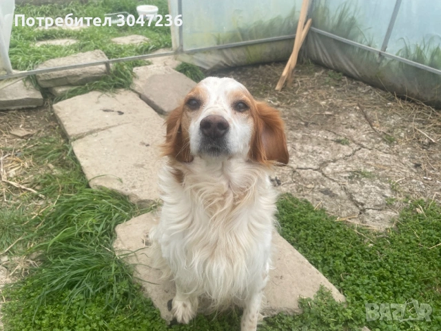 Продавам, снимка 4 - Бретон шпаньол - 54175983