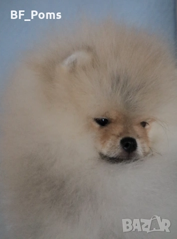 Страхотно момченце померан с родословие FCI, снимка 11 - Померан - 52918943