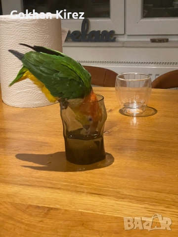 Папагали Ръжевотеменна Кайка, снимка 2 - Папагали - 51948855