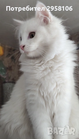 Персийска чинчила, снежно бяла, 6 мес., снимка 6 - Персийска - 53150542