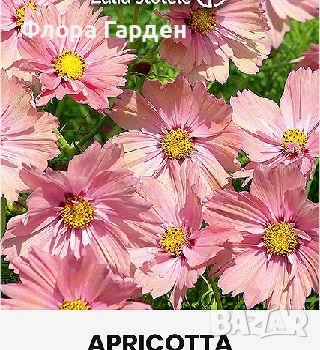 СЕМЕНА - Цветя едногодишни, снимка 17 - Сортови семена и луковици - 44836072