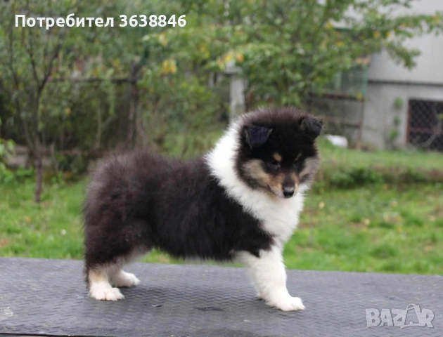 Шотландска овчарка(коли)