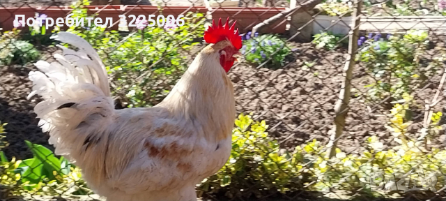 Домашен петел, снимка 3 - Кокошки и пуйки - 45034517
