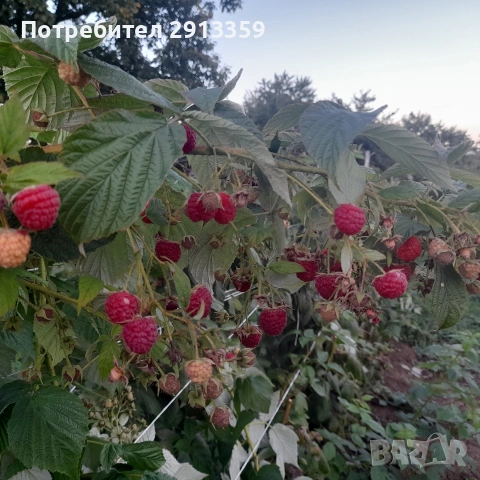 Селска къща село Баячево, снимка 12 - Къщи - 54242247