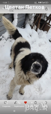 Каракачанки , снимка 16 - Каракачанска овчарка - 53824782