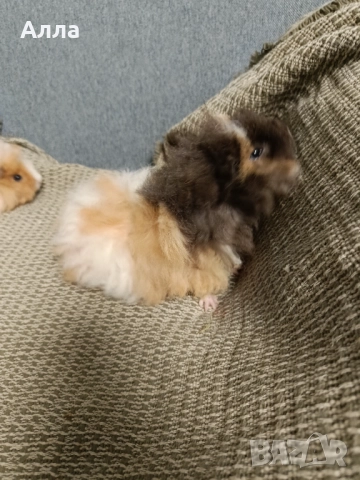 Морски свинчета альпако и розетка. , снимка 7 - Морски свинчета - 52554601