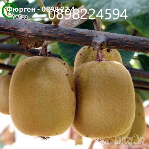 Фиданки Киви Голд - Златно киви