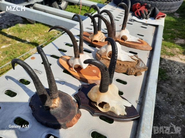 Трофей от дива коза. , снимка 8 - Декорация за дома - 54046259