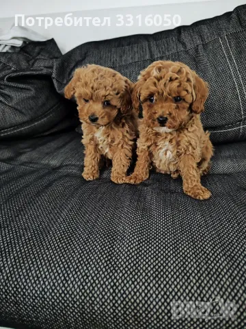 Той пудел, снимка 1