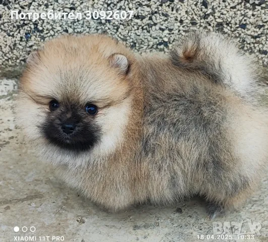 Померан момиче, снимка 2 - Померан - 49939123