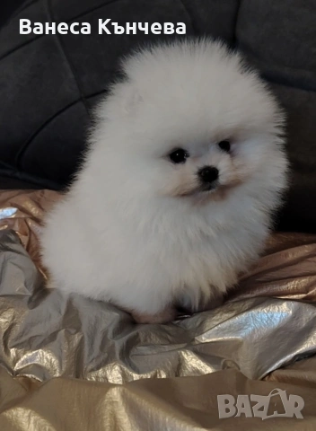 мини сладурче 