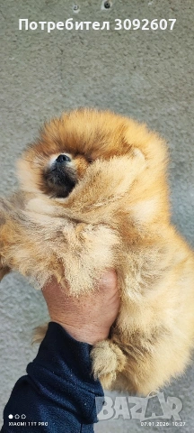 Померан момиче