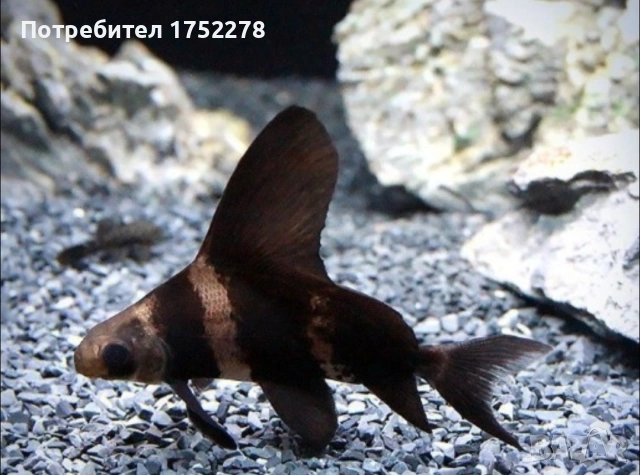 Bardo tinfoil tamanho 15+ см. 68,45лв. Има подарък към него, азиятикус 8см., снимка 2 - Рибки - 52595747