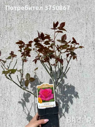 🌹РОЗА 🌹 VELASQUEZ® / Sexy PERFUMELLA® Meimirtylus 🌹, снимка 5 - Градински цветя и растения - 49672735