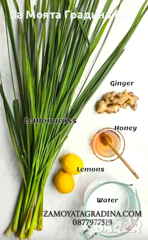 Лимонена трева за чай, настинка и т.н , снимка 5 - Градински цветя и растения - 53635002