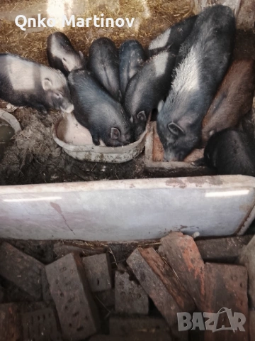 Китайски прасета 