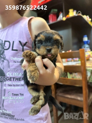 Мини йорки , снимка 2 - Йоркширски териер - 53710639