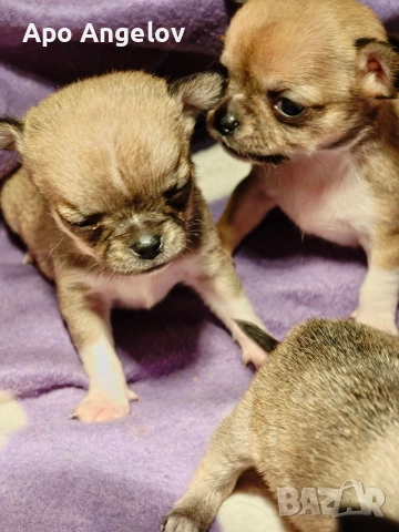 чихуахуа мини , снимка 4 - Чихуахуа - 52919327