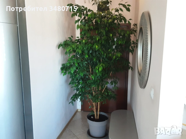 Фикус Бенджамин, 220 см., снимка 2 - Стайни растения - 50499011