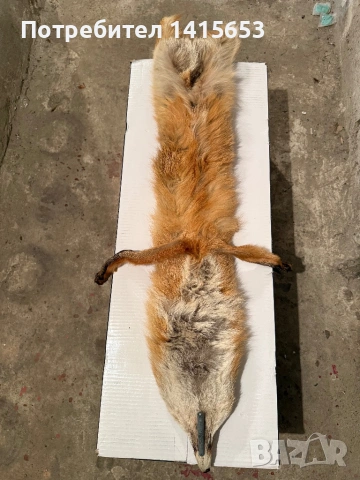 Продавам препарирана лисица, снимка 4 - Други ценни предмети - 53848530
