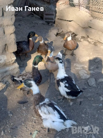 Продавам патици 