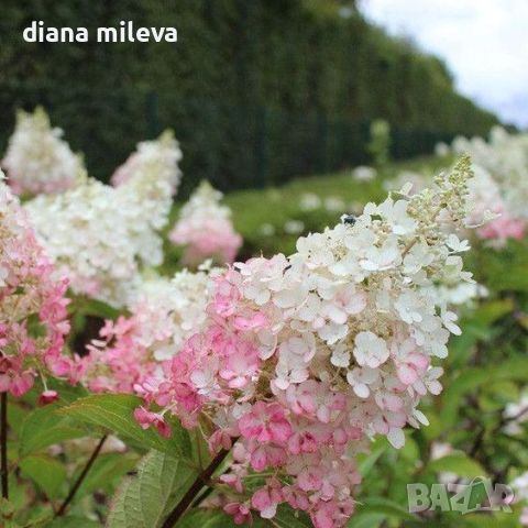 Хортензия паникулата Пинки Уинки, Hydrangea paniculata Pinky Winky, снимка 4 - Градински цветя и растения - 45753599