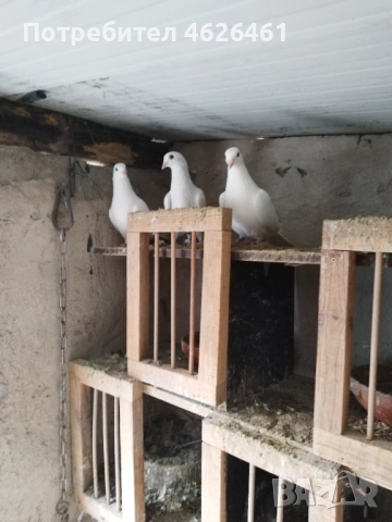 Пощенски, снимка 5 - Гълъби - 53399498