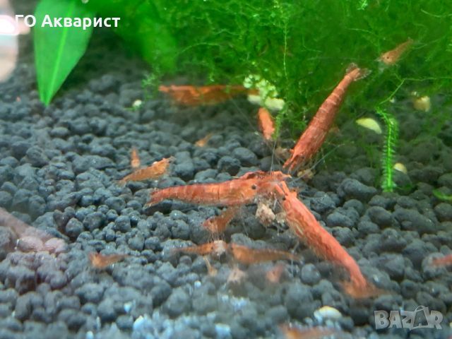 Червена скарида / Cherry shrimp, снимка 2 - Рибки - 45625325