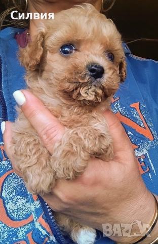 предлагам малтипу мъжки и женски 