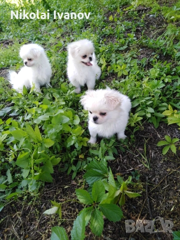 Пекинезчета бели мъжки на 2 месец
