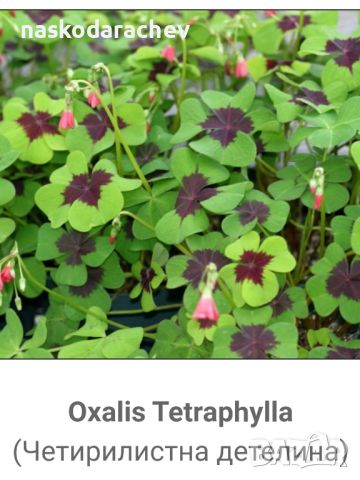 Четирилистни детелини Oxalis Tetraphylla, четирилистна детелина разсад, снимка 2 - Градински цветя и растения - 46098745