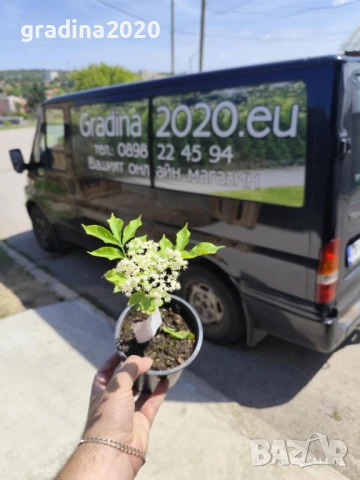  Бъз - Бял   Разсад , снимка 7 - Разсади - 40954906