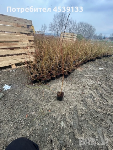 Боровинки сорт ПАТРИОТ 3-годишни, снимка 2 - Разсади - 53722252