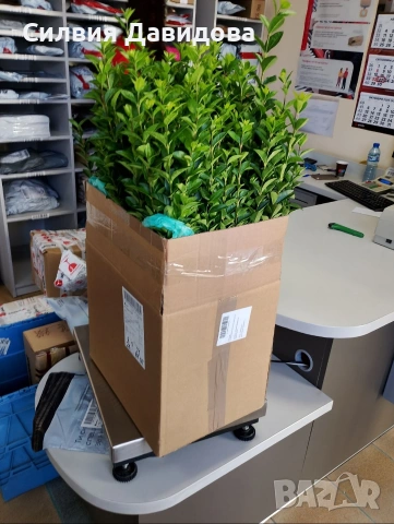 Лигуструм Овалифолиум на гол корен , снимка 5 - Градински цветя и растения - 53389674