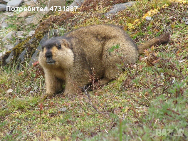 Продавам кожи Мармот 